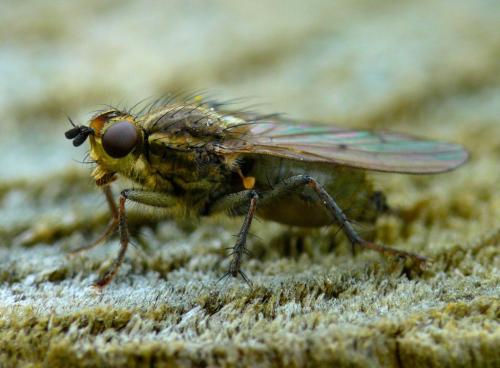 Scathophaga stercoraria