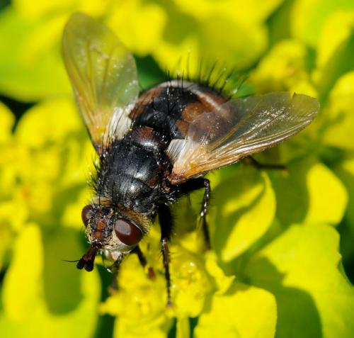 Tachina magnicornis