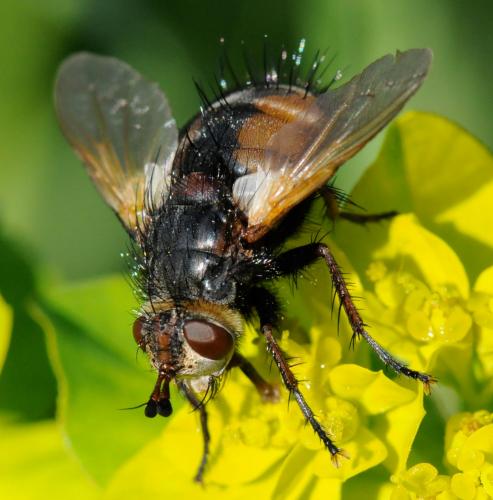 Réf. 30 948 : Tachina magnicornis