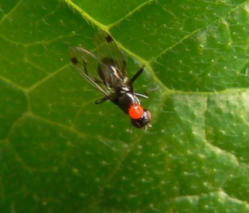 Sepsis sp.