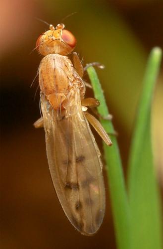 Opomyza florum