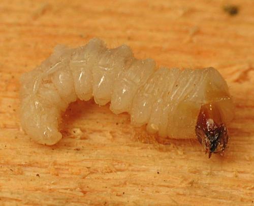 Réf. 30 082 : Mesosa sp.