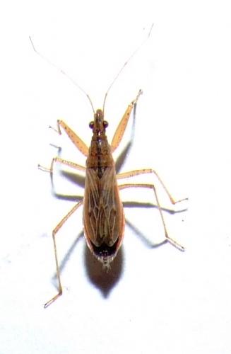 Réf. 30 625 : Nabis sp.
