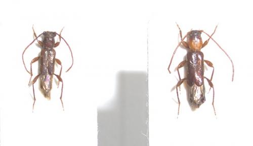 Nathrius brevipennis