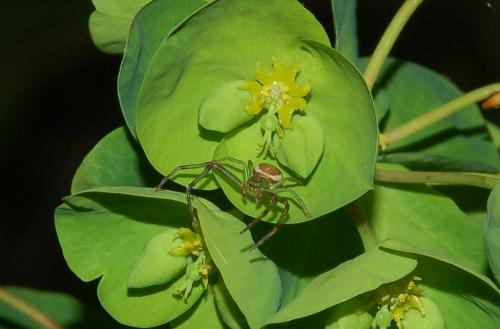Diaea dorsata