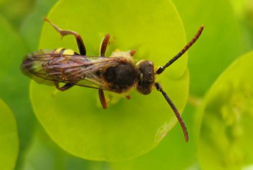 Nomada sp.