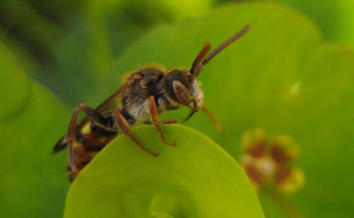 Nomada sp.