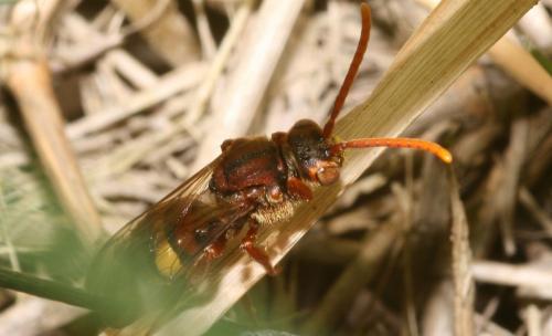 Nomada sp.