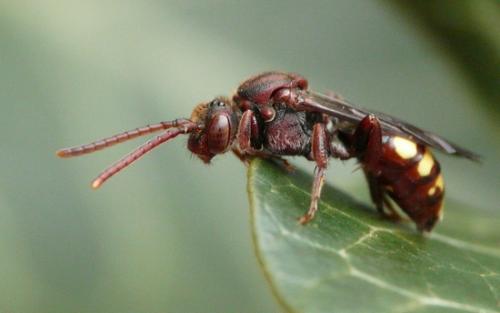 Nomada sp.