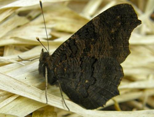 Réf. 30 643 : Aglais io