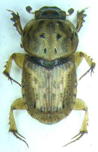 Euoniticellus pallens