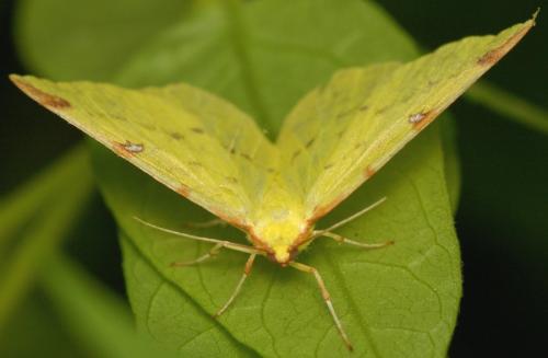 Opisthograptis luteolata