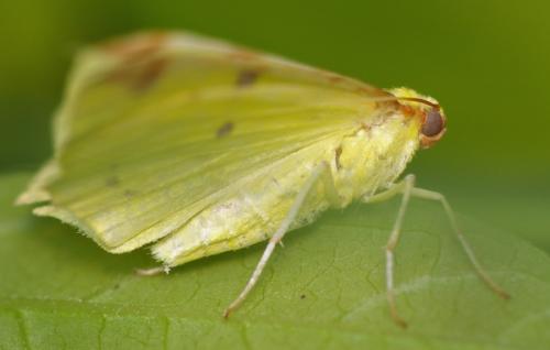Réf. 30 279 : Opisthograptis luteolata