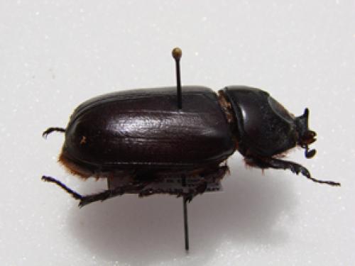 Réf. 30 355 : Oryctes monoceros