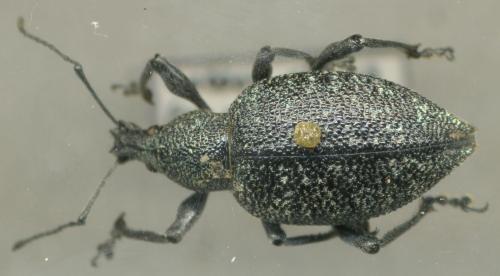Otiorhynchus caudatus