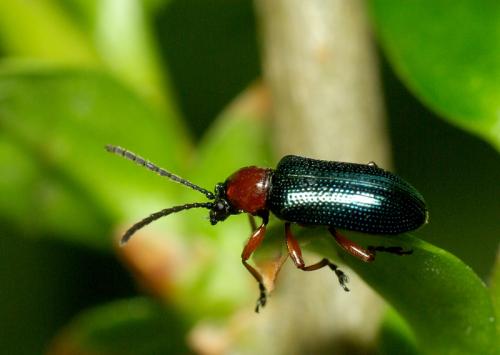 Réf. 30 776 : Oulema sp.