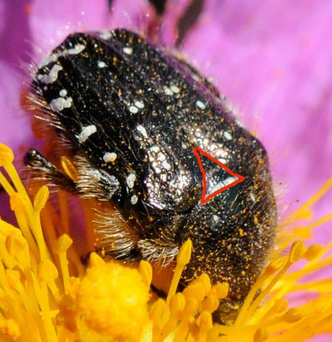 Oxythyrea funesta