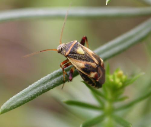 Polymerus unifasciatus