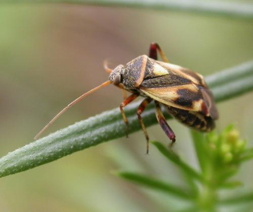 Polymerus unifasciatus