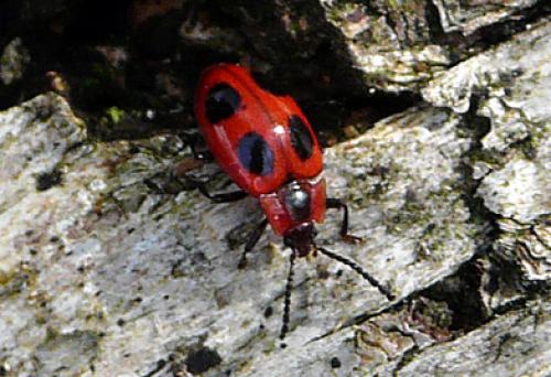 Réf. 30 058 : Endomychus coccineus