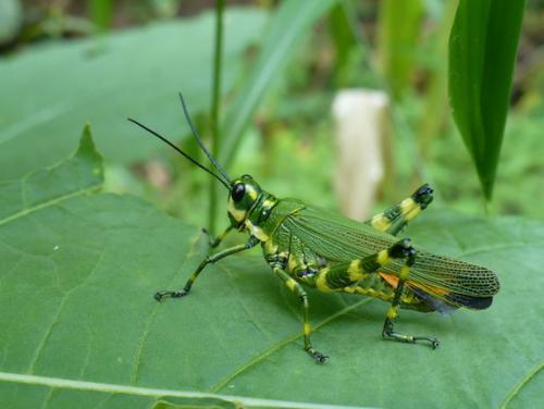 Réf. 30 984 : Chromacris sp.
