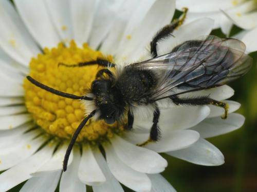Andrena cineraria