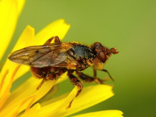 Myopa testacea