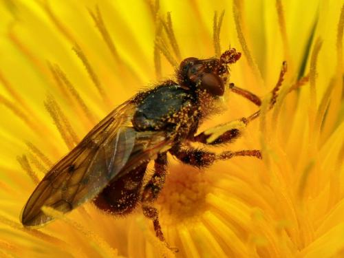 Myopa testacea