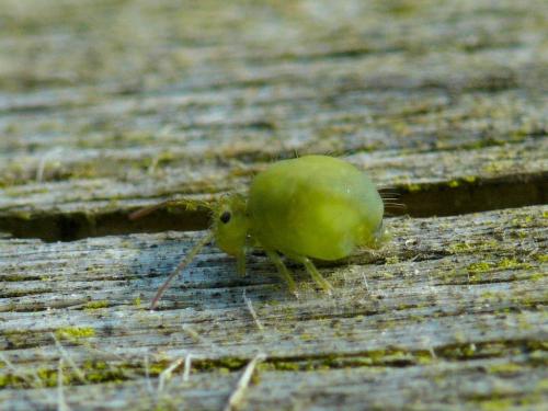 Réf. 30 690 : Sminthurus viridis