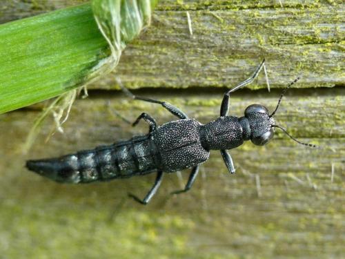 Stenus sp.