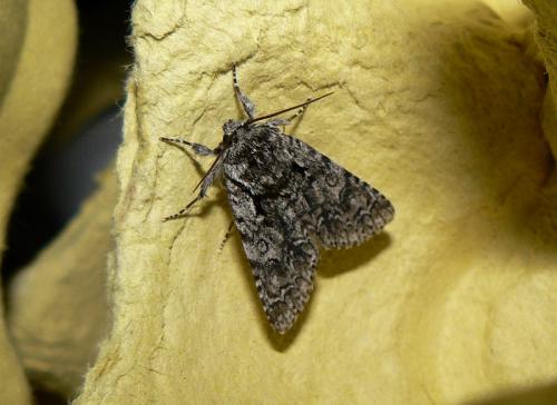 Acronicta auricoma