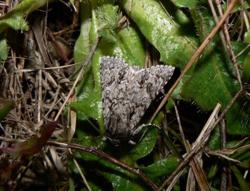 Acronicta auricoma