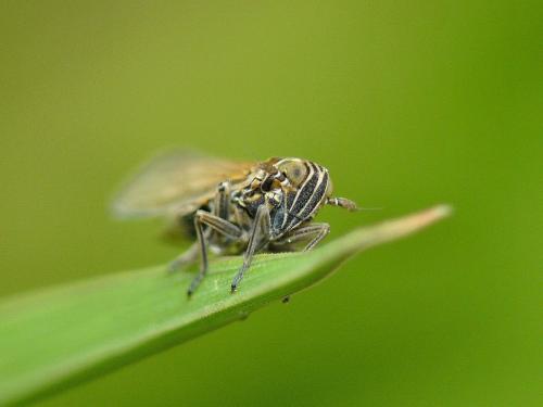 Réf. 30 872 : Javesella pellucida