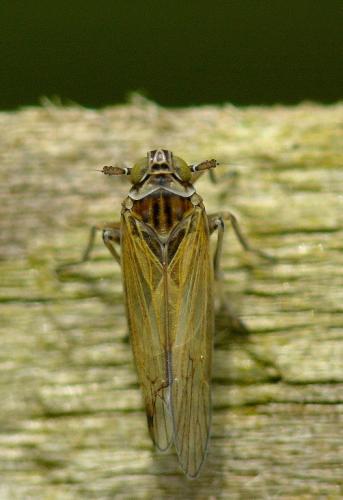 Javesella pellucida