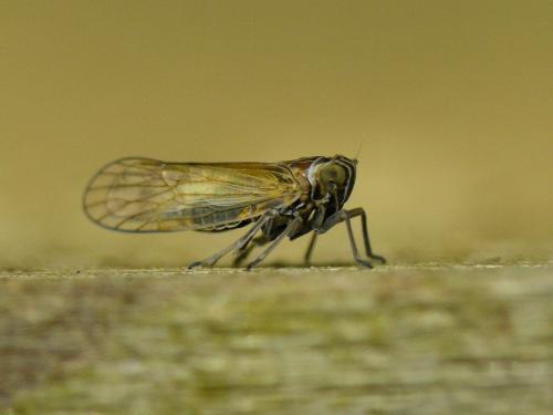 Javesella pellucida