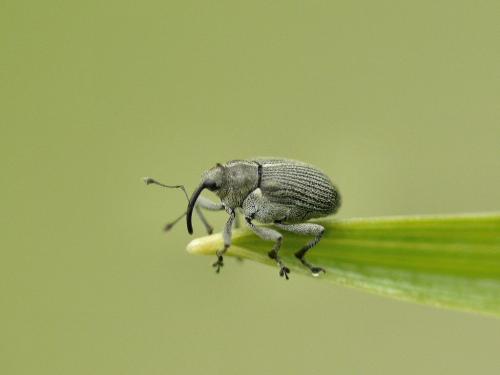 Réf. 30 899 : Ceutorhynchus sp.