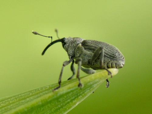 Réf. 30 900 : Ceutorhynchus sp.