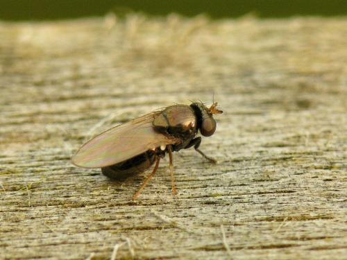 Réf. 30 928 : Psilopa nitidula