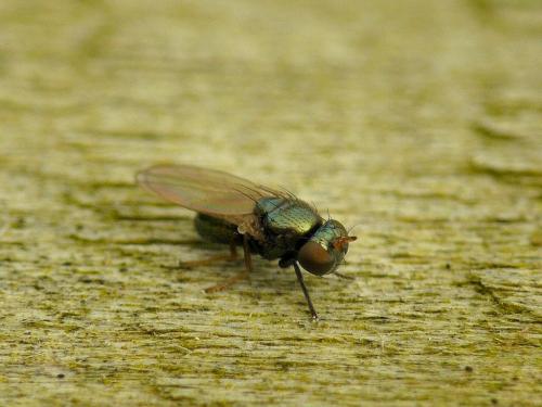Réf. 30 926 : Psilopa nitidula
