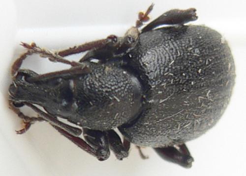 Otiorhynchus meridionalis