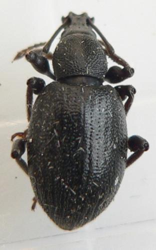 Réf. 30 791 : Otiorhynchus meridionalis