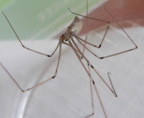 Pholcus sp.