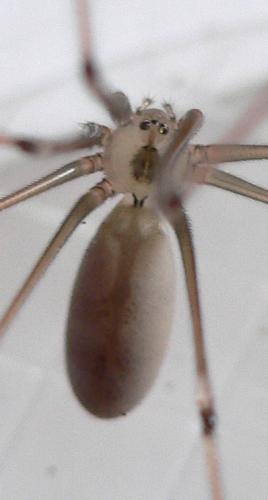 Pholcus sp.