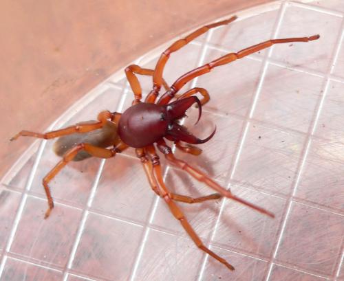 Réf. 30 190 : Dysdera crocata