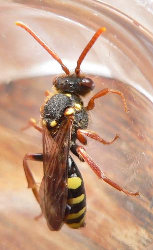 Nomada sp.