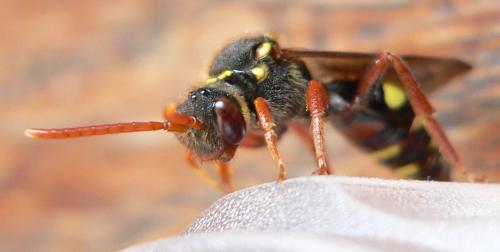 Nomada sp.