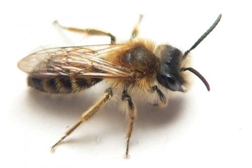 Andrena sp.