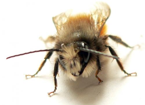 Osmia cornuta
