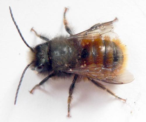 Osmia cornuta