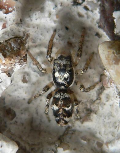 Réf. 30 224 : Salticus sp.